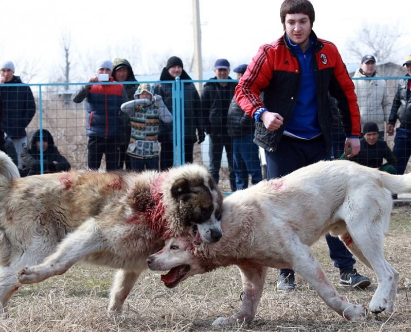Кровавые бои волкодавов в Кыргызстане