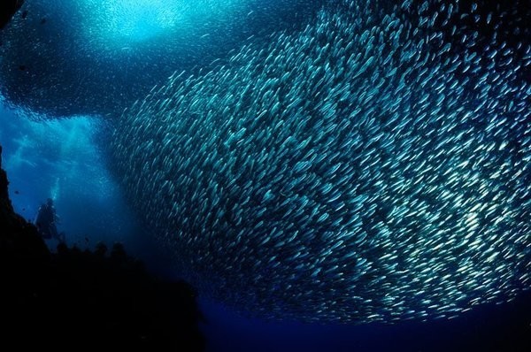 9) Самый большой рыбный косяк образуют сельди.За время миграции сардины преодолевают путь протяженностью свыше 1000 км, формируя косяк длиной в 15 км, шириной в 1,5 км и глубиной до 40 метров.