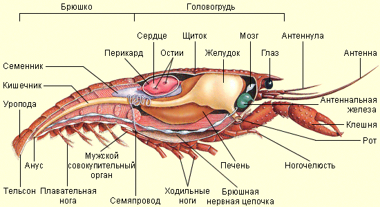 10) Внутренние органы креветок находятся в передней половине панциря, в области затылка. Именно там находится сердце, и половые органы.