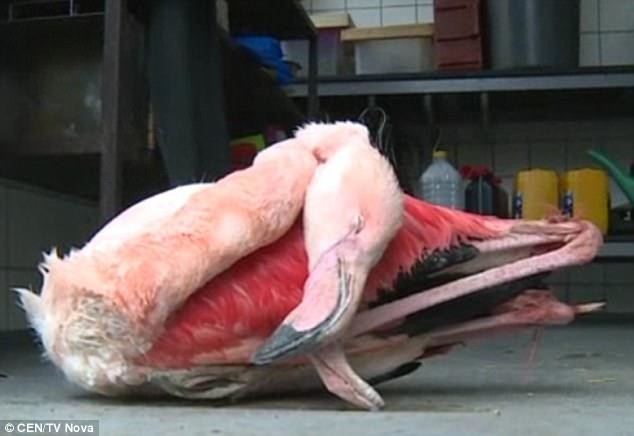 Малолетки забили до смерти фламинго в зоопарке