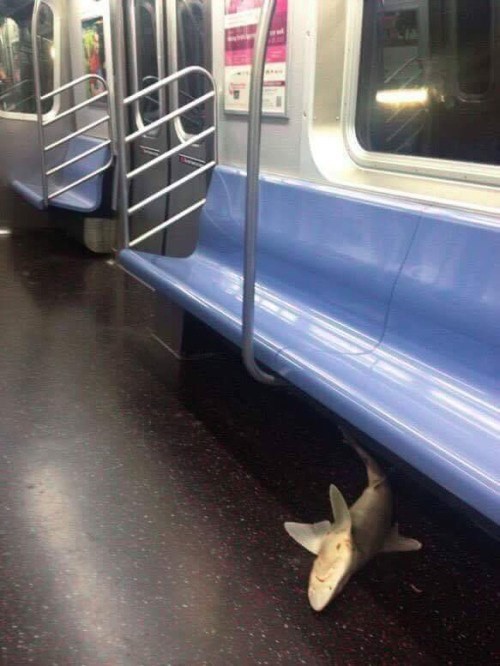 Кто-то забыл акулу в метро 