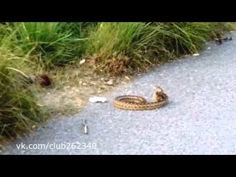 Бесстрашная белка пытается пообедать змеёй 