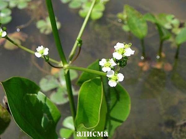 Что и как растёт в аквариуме?