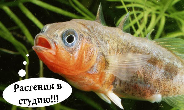 Колюшки