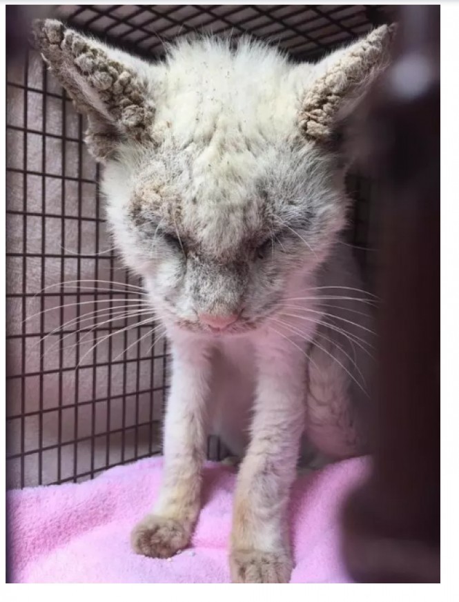 Ветеринары вернули коту зрение и были поражены красотой его глаз