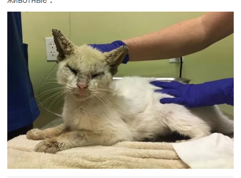 Ветеринары вернули коту зрение и были поражены красотой его глаз