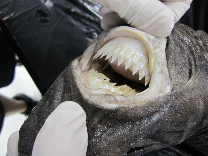 Что уж тут говорить о зубках акулы - они просто как ножи шеф-повара...