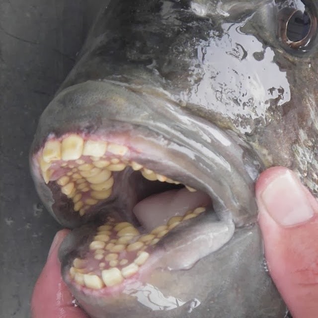 А вот еще и морская рыбка с человечьими зубками!