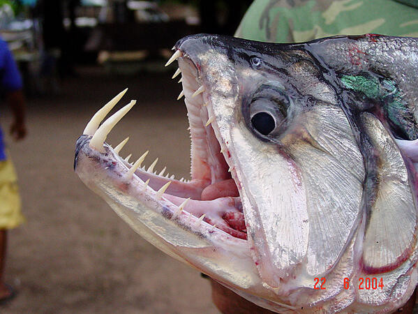 И зубки рыбы-вампира...