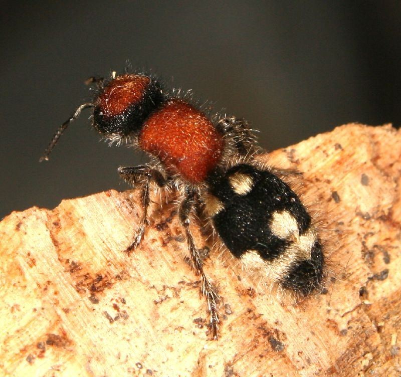 Как и большинство ос-паразитов осы-немки не строят своих гнезд. Они селятся в чужих гнездах. 