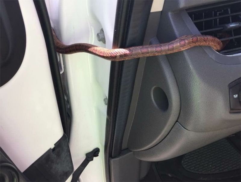 Змея выползла из воздуховода во время вождения автомобиля