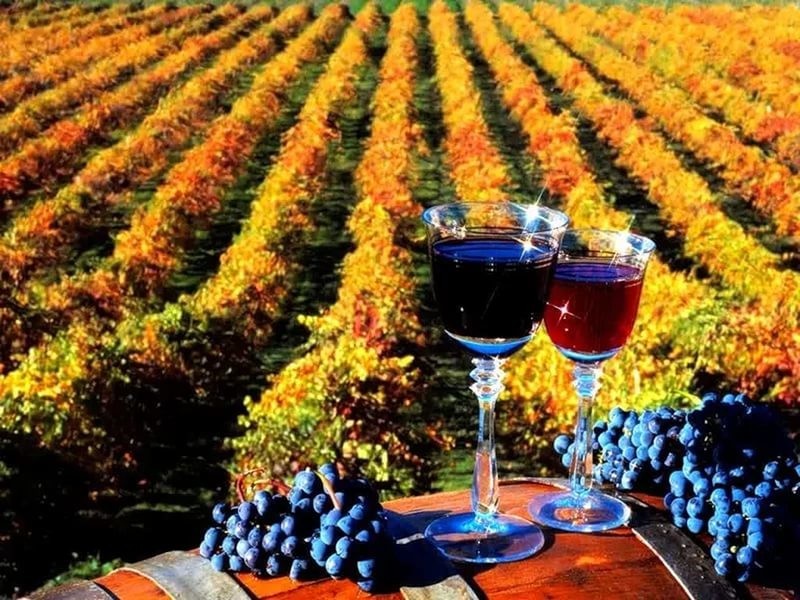 Самая пьющая в мире Молдавия больше не считает вино алкогольным напитком