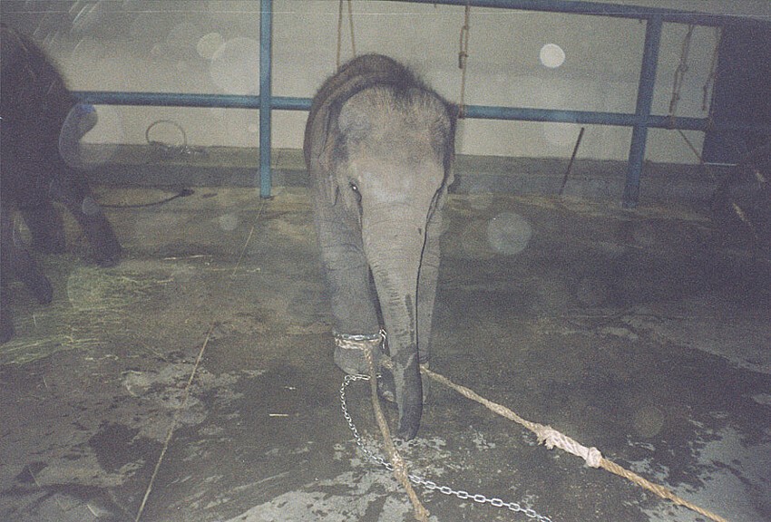 Слонов в 99% цирков держат на цепи всю жизнь. А живут они не мало, если конечно не умрут рано от издевательств и пыток