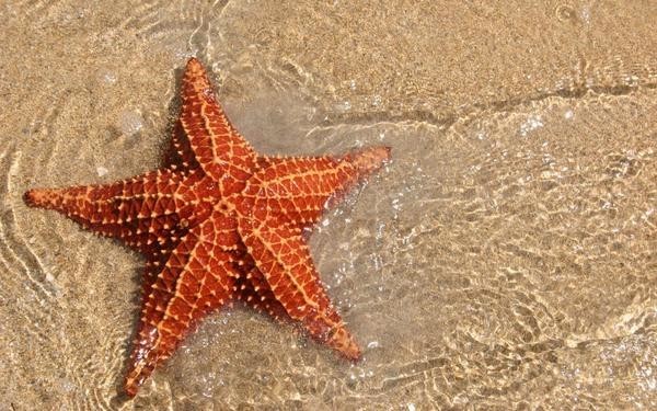 5. В океане врагами рапаны являются морские звезды — они питаются рапанами и не дают возможности разрастись их колониям. В Черном море звезд нет (для них недостаточно соленая вода), потому и управы на рапану нет.