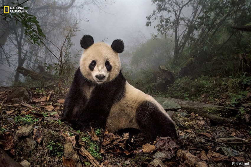 Гигантская 16-летняя панда Ye Ye, Китай