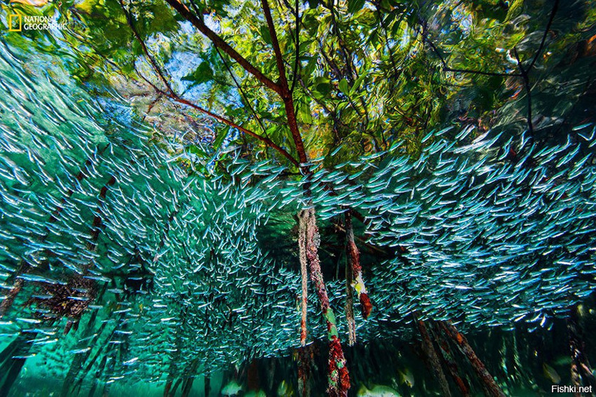 Косяк рыб циркулирует в мангровых зарослях, пытаясь запутать хищника