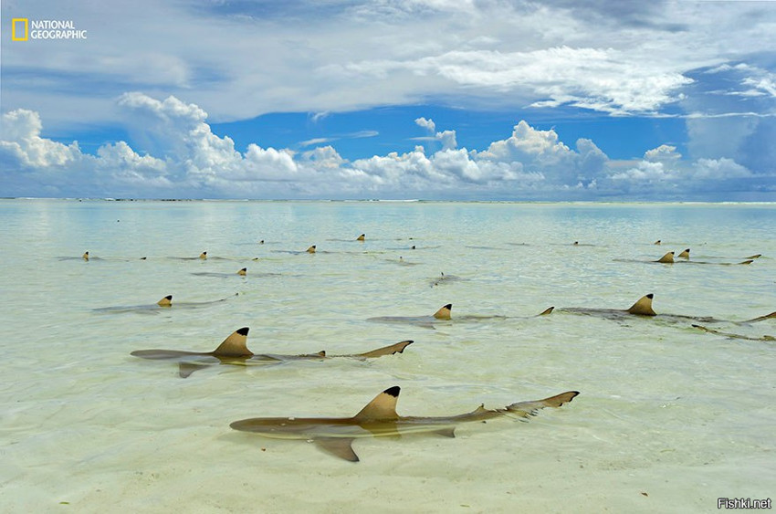 Рифовые акулы ждут прилива, чтобы выплыть с отмели на Сейшелах