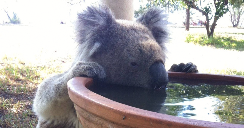 Предприимчивый австралиец нашел способ спасти коал, умирающих от жажды