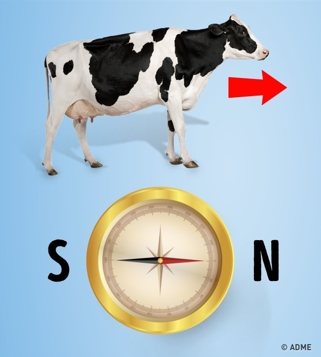 Магнитный компас в коровах