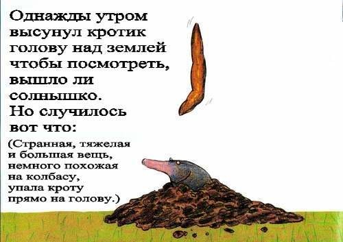 Европейская классика для детей. "Сказка про крота, который хотел узнать, кто накакал ему на голову"