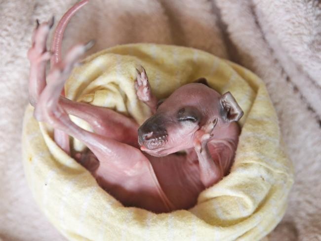 Австралийка выхаживает новорождённого кенгурёнка