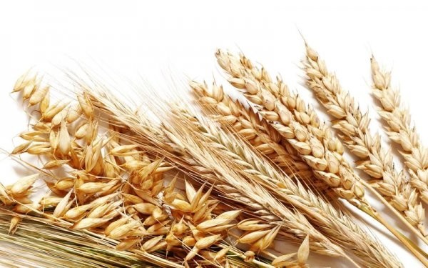 Пшенично-ячменный тест