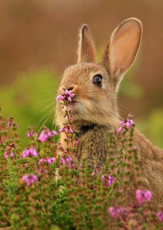 Кролики жуют 120 раз в минуту и имеют больше 17000 вкусовых рецепторов.