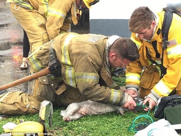 Пожарный реанимировал маленькую собаку с помощью искусственного дыхания «рот-в-рот»