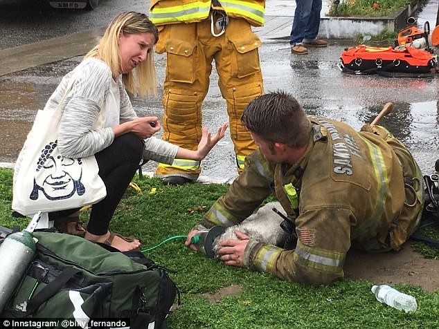 Пожарный реанимировал маленькую собаку с помощью искусственного дыхания «рот-в-рот»
