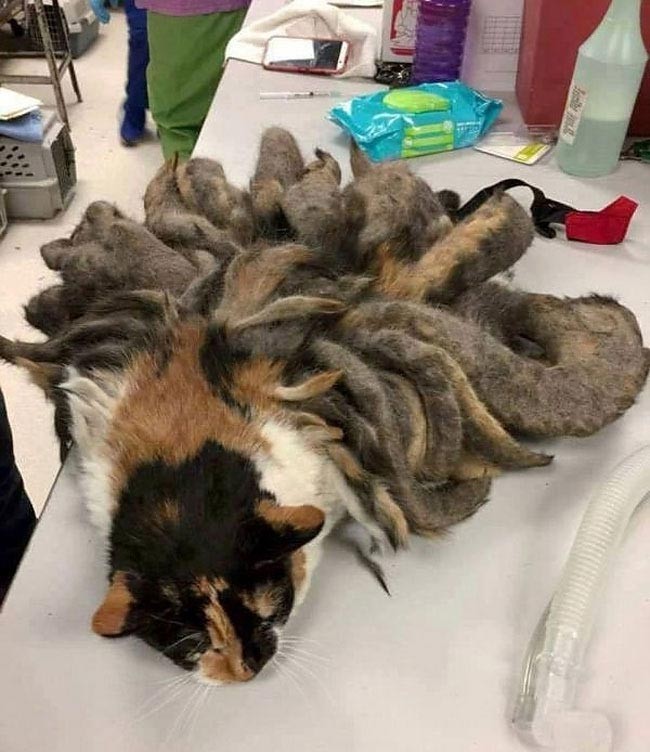 В таком состоянии кошка была доставлена в ветеринарную клинику  