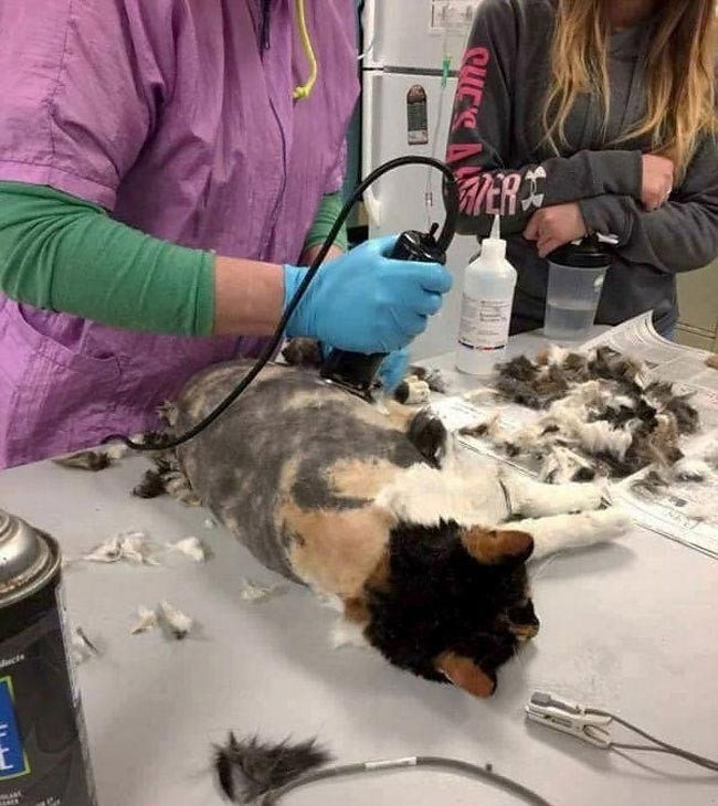 Ветеринары проделали большую работу по спасению кошки от её же дред  