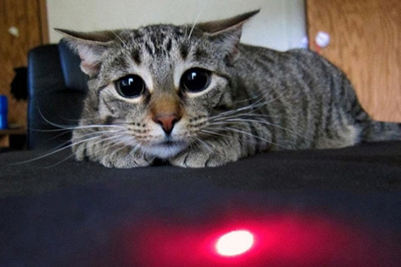 Лазерная указка для кошек: веселье или опасность