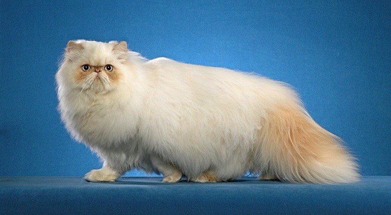 16-место: Гималайская кошка.