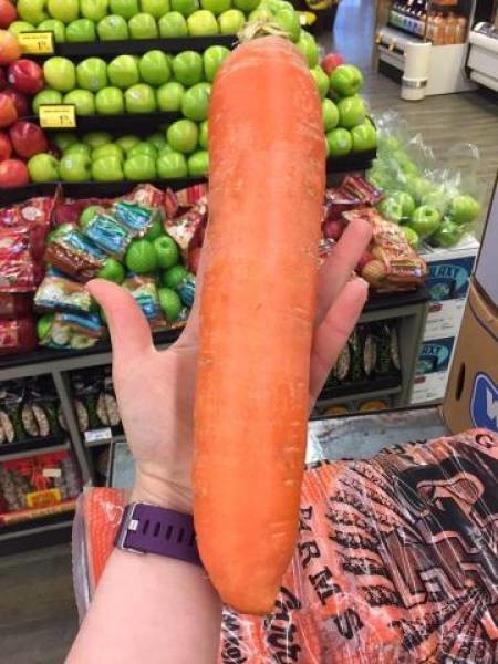 Гигантская морковь 