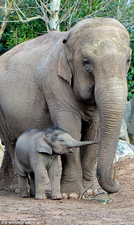 Тайны семейной жизни слонов