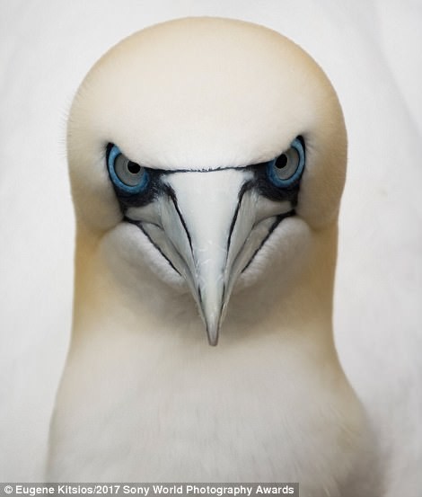 Северная олуша - морская птица, живущая на побережье Шотландии
