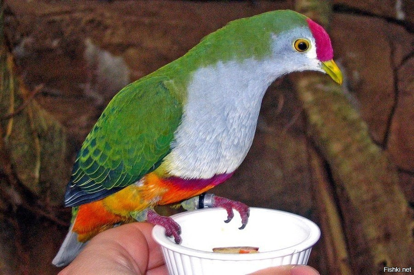Малиновошапочный голубь из Гвинеи, было бы намного радостней,  если они обита...