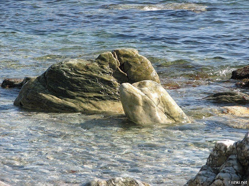"Каменный" дельфин