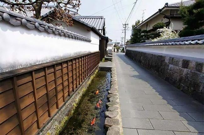 Сливные каналы в Японии настолько чистые, что в них водятся карпы