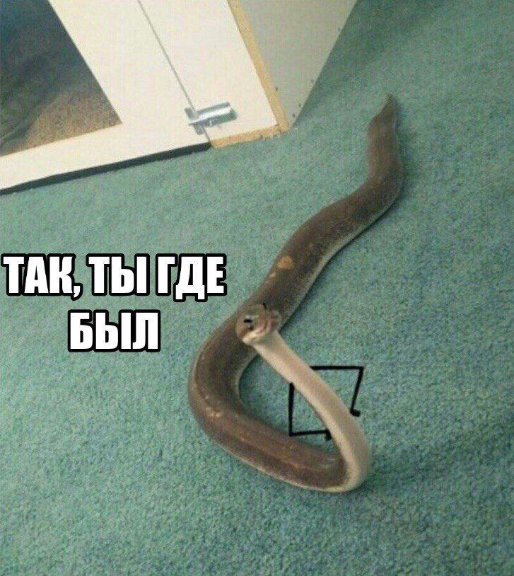 Новый модный мем: змеи с маленькими чёрными руками