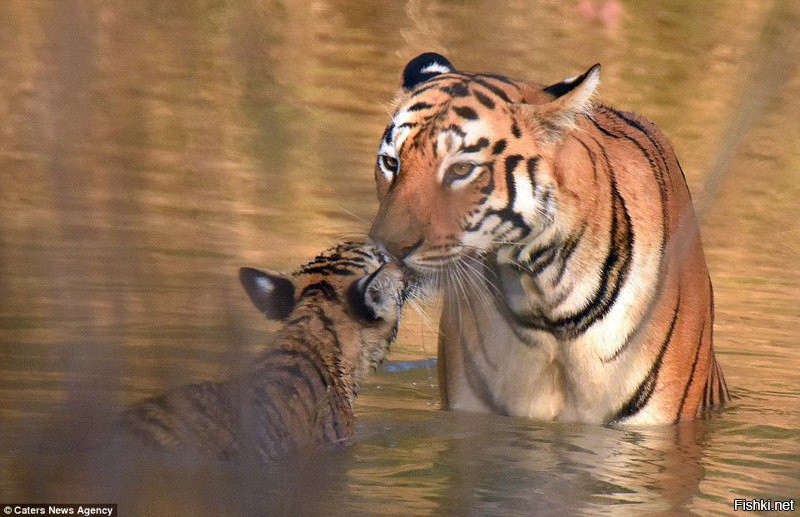 Мама тигрица купает тигренка