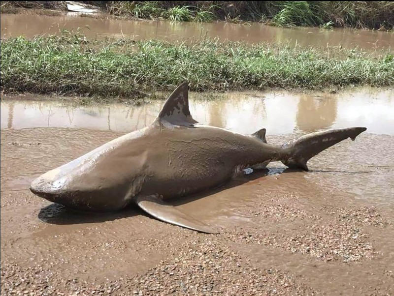 Сильный циклон «выбросил» акулу-людоеда на трассу