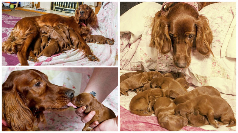 15 щенков ко Дню матери