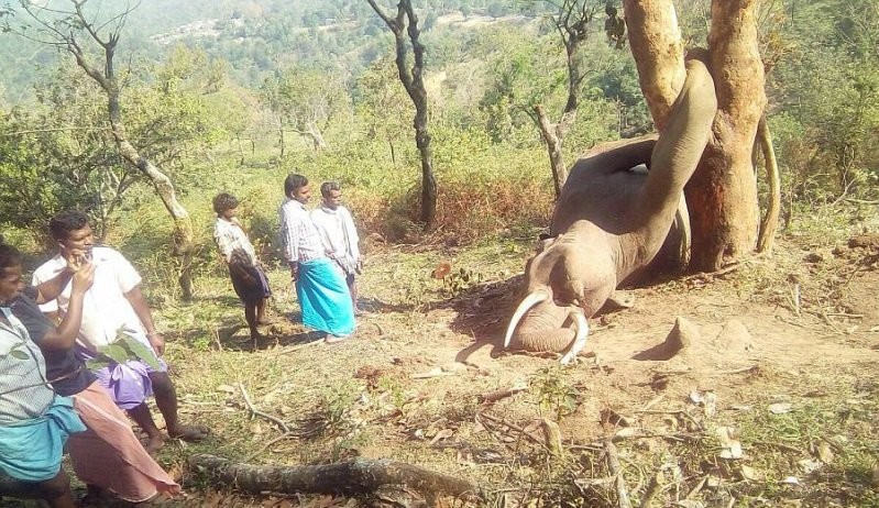 Мучительная смерть слона в Индии