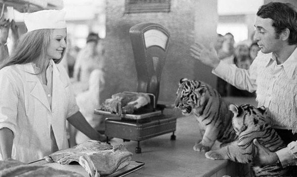 Дрессировщик Степан Денисов с тигрятами выбирает для них мясо на рынке. Москва, СССР. 1 октября 1974 года.