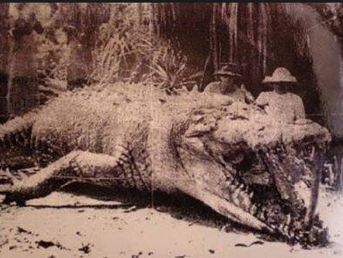 Крокодил Крис и его убийцы, 1957 год, Австралия