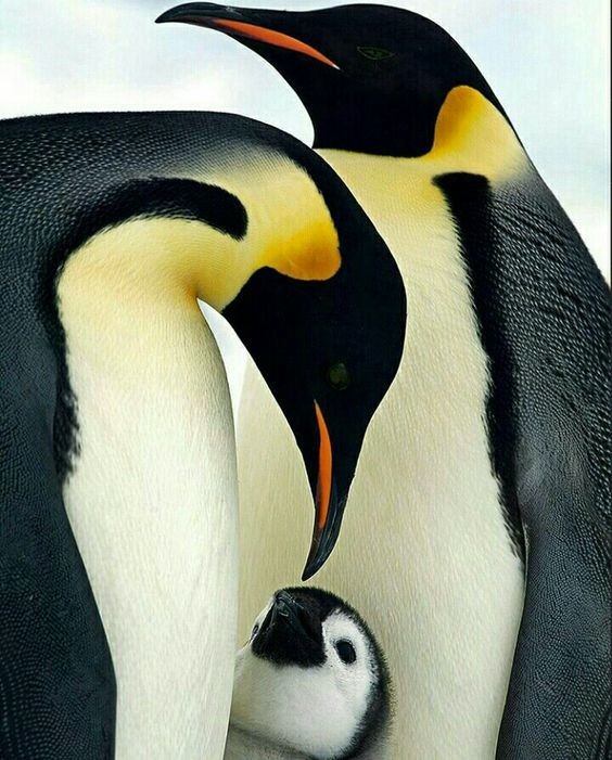 Милейшие создания - пингвины