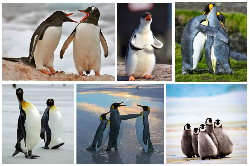 Пингвинов в мире  18 видов. Самый крупный - императорский - около 120 см в высоту и 27-29 кг вес, самый маленький - хохлатый - до 40 см в высоту и вес 2-2,5 кг 