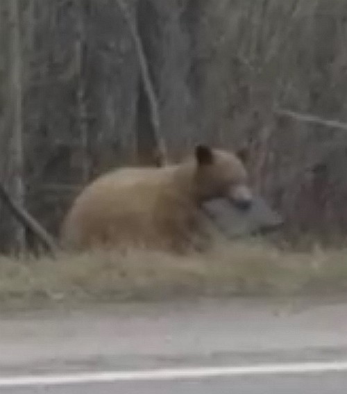 Медведь с ноутбуком в зубах удивил очевидца