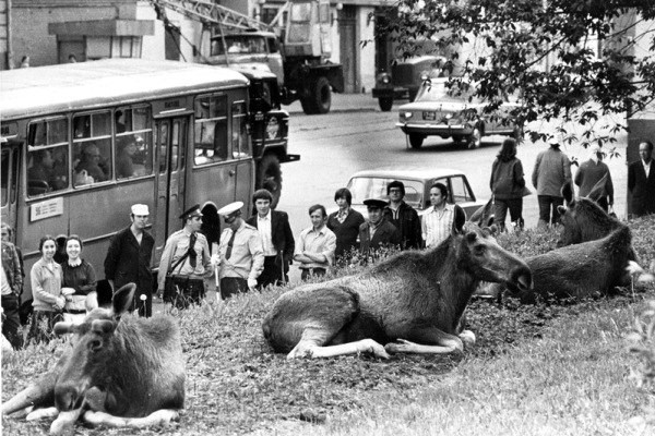 Лоси на Преображенской улице, Москва, 1979 год